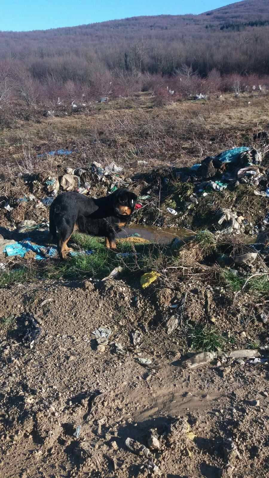 Fütterung; Hunde in Not; Mülldeponie Bihac
