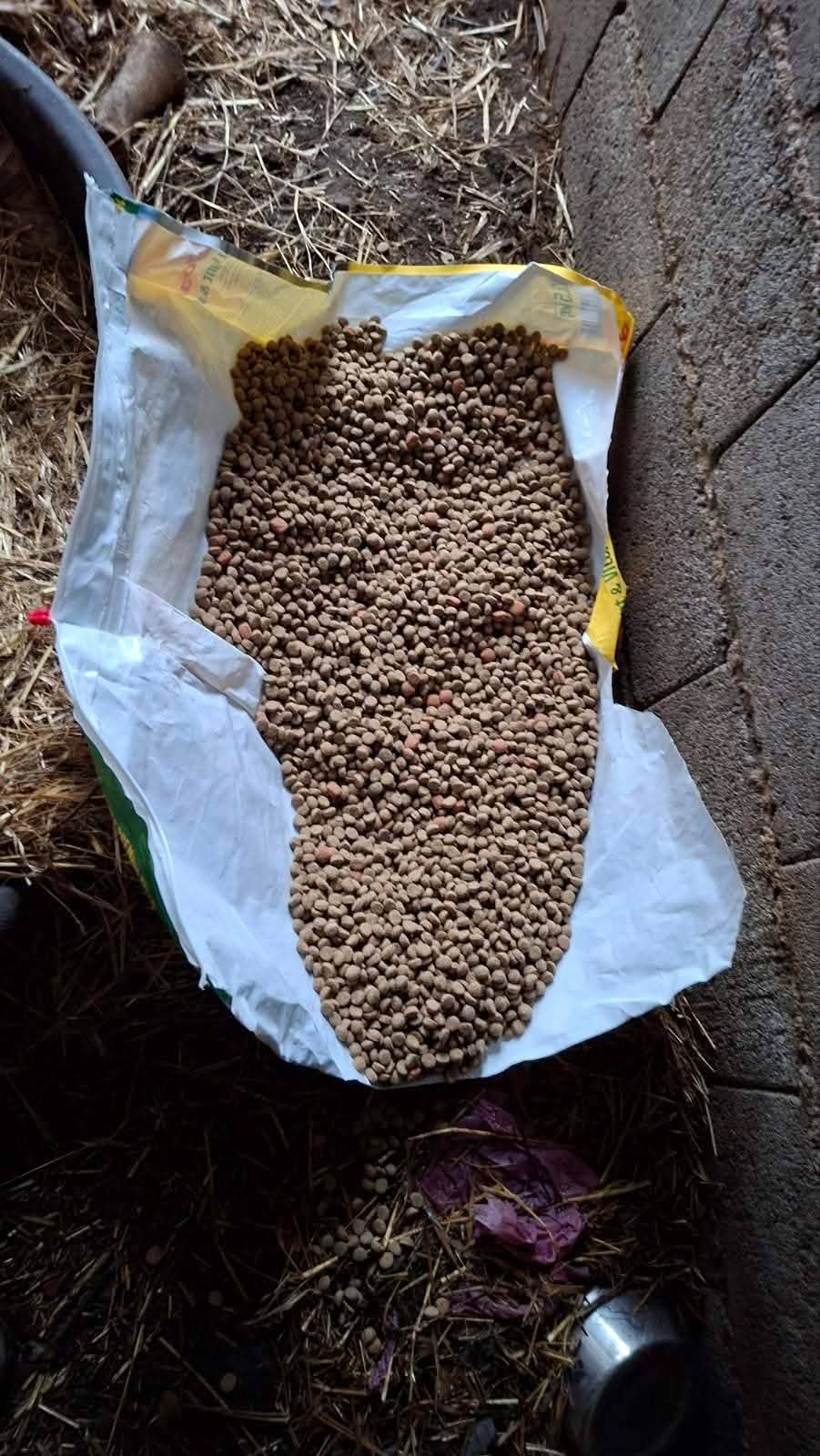 Fütterung; Hunde in Not; Mülldeponie Bihac