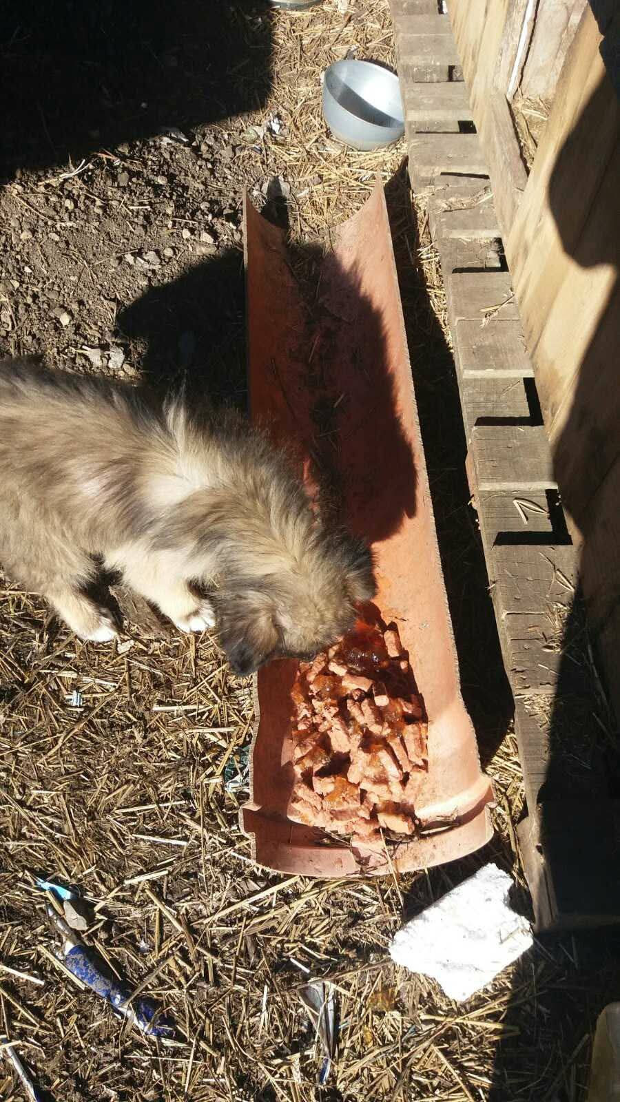 Straßen- und Mülldeponie Hunde in Bihac, Hunde in Not, Fütterung
