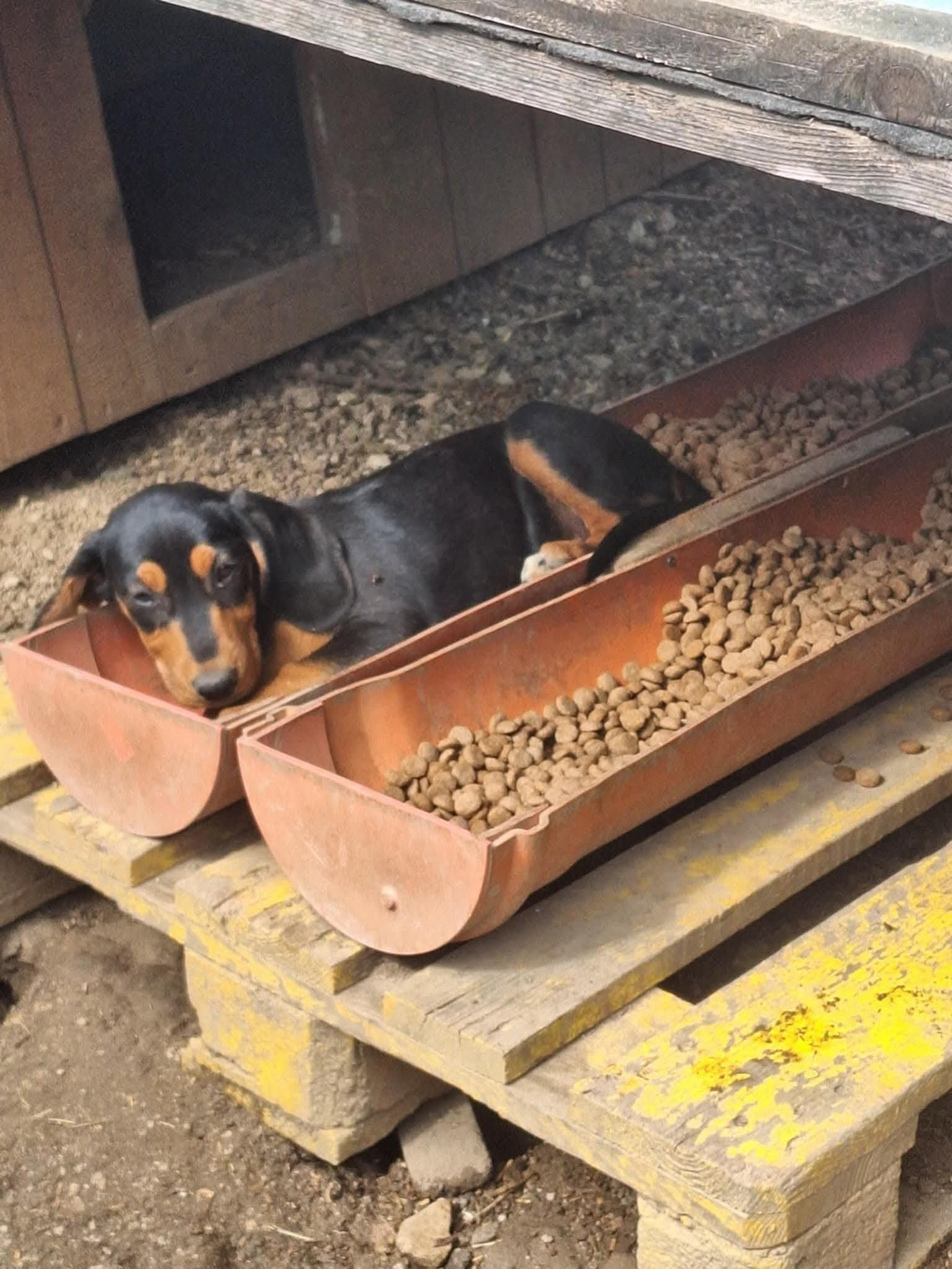 Hunde in Not; Fütterung; Mülledeponie; Bihac; Tierschutz