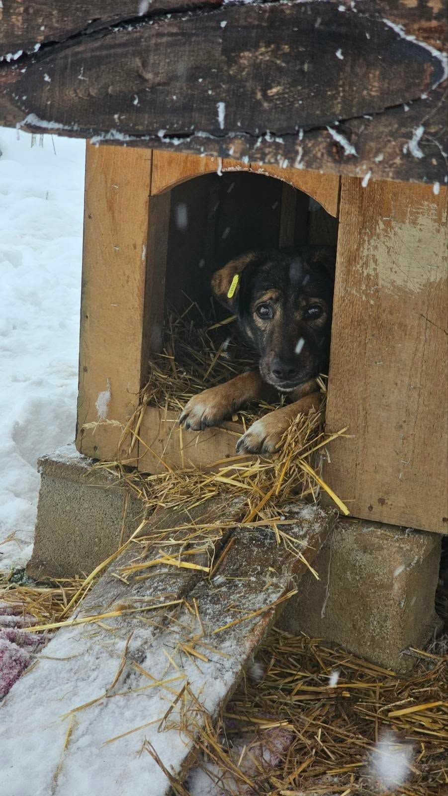 Hunde in Not, Fütterung, Mülldeponie Bihac
