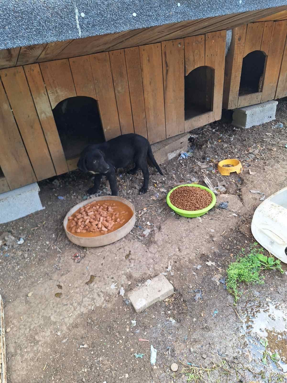 Hunde in Not; Fütterung; Mülledeponie; Bihac; Tierschutz