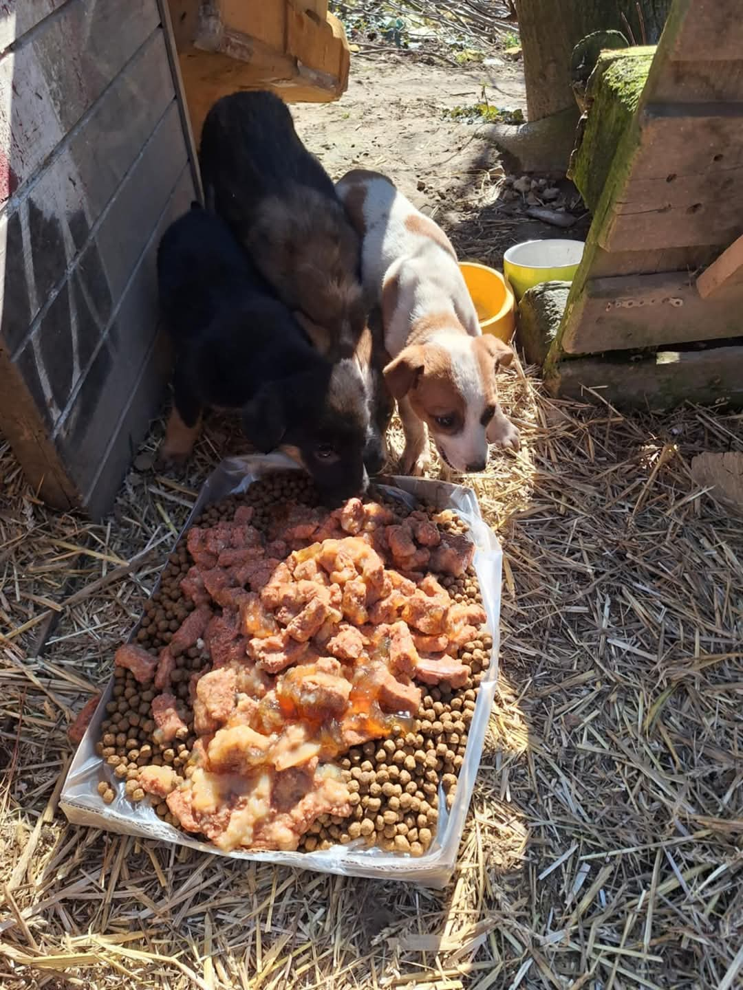 Straßen- und Mülldeponie Hunde in Bihac, Hunde in Not, Fütterung