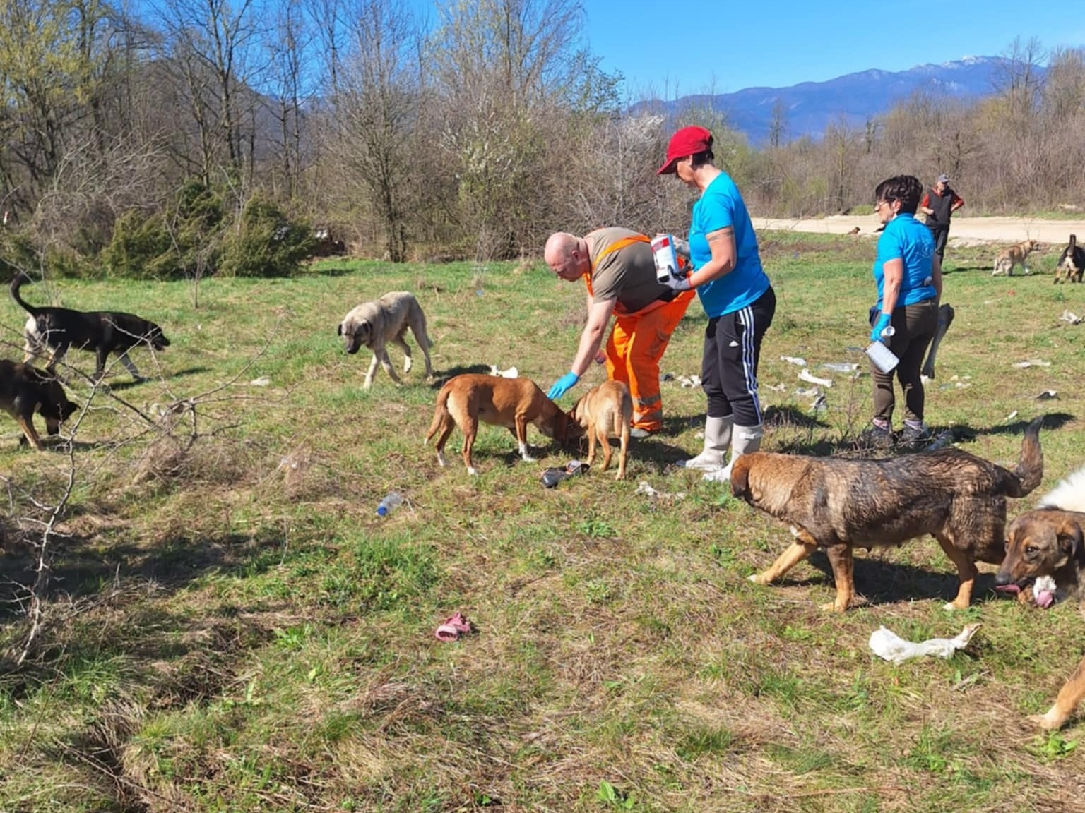 Namenlose Seelen in Not für Hunde der Mülldeponie Bihac 