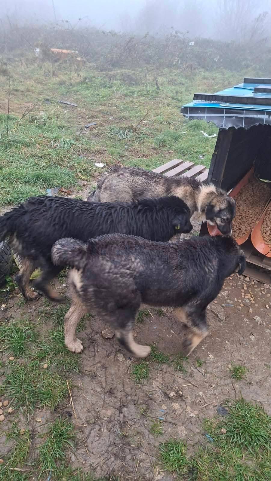 Hunde in Not, Fütterung, Spende, Mülldeponie Bihac