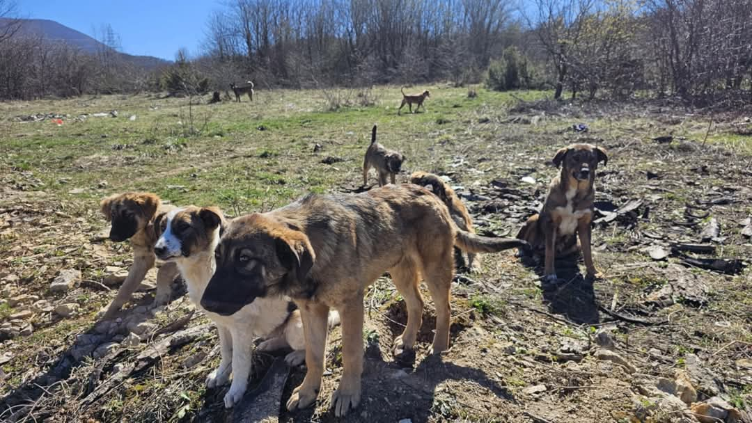 Fütterung Straßen- und Mülldeponie Hunde Bihac, Hunde in Not