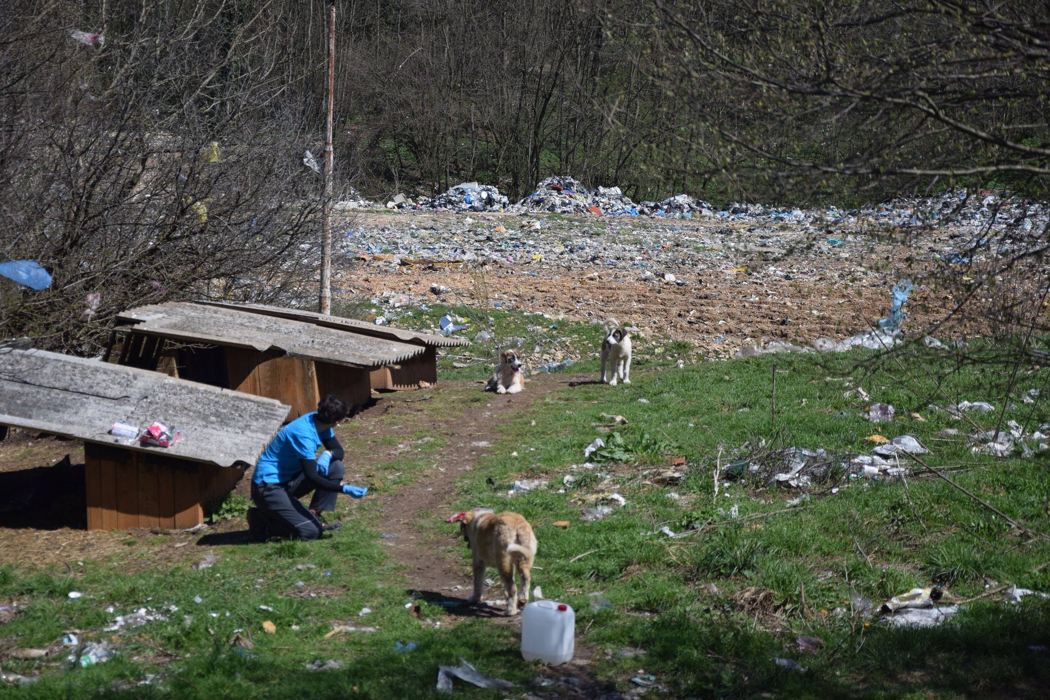 Namenlose Seelen in Not für Hunde der Mülldeponie Bihac 