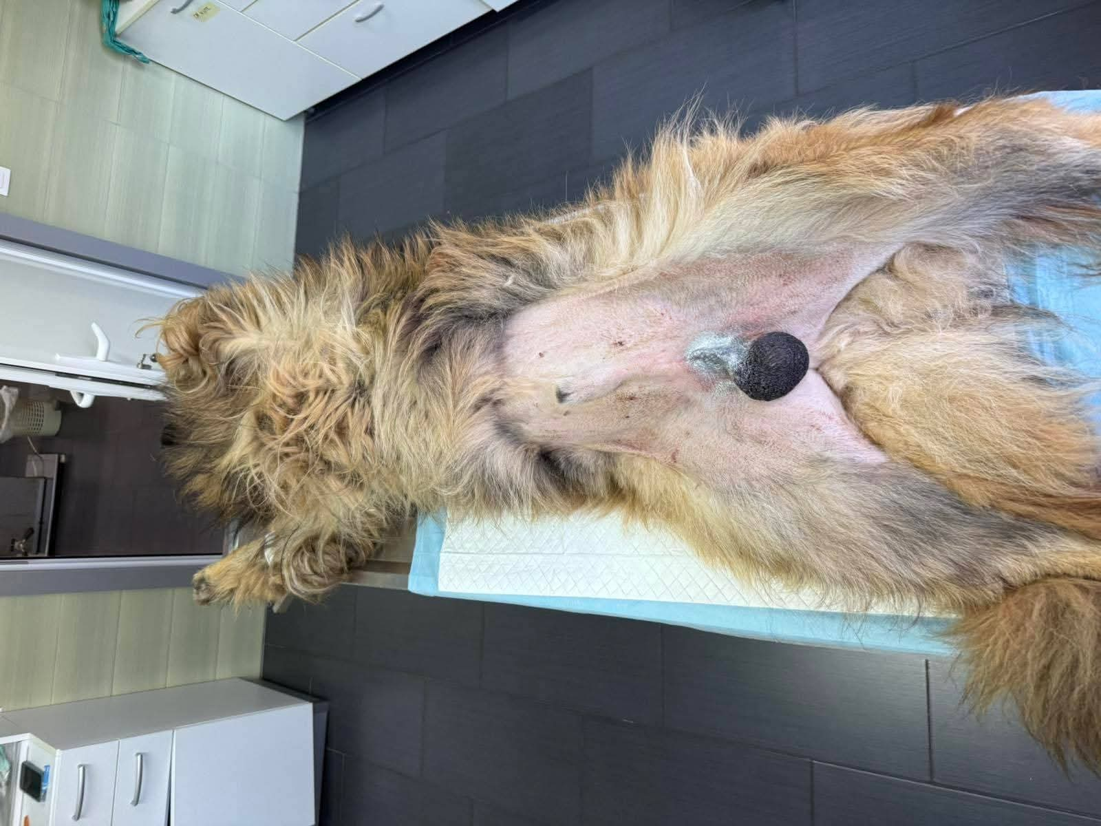 Hund, Kastration, Linderung von Leid