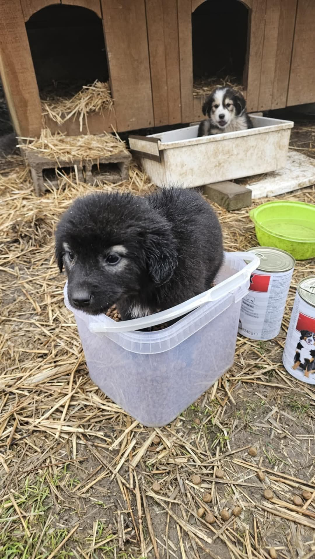 Straßen- und Mülldeponie Hunde in Bihac, Hunde in Not, Fütterung