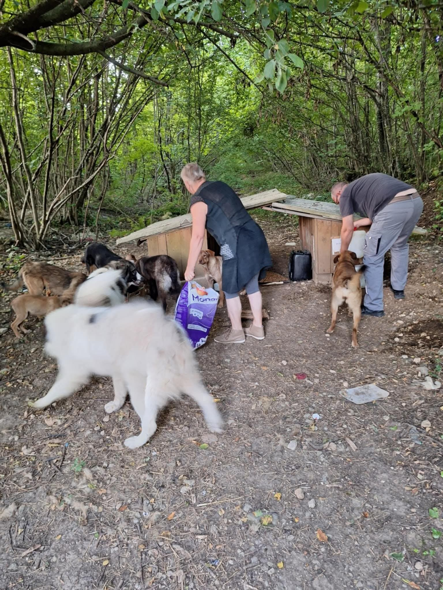 Hunde in Not; Fütterung; Mülledeponie; Bihac; Tierschutz
