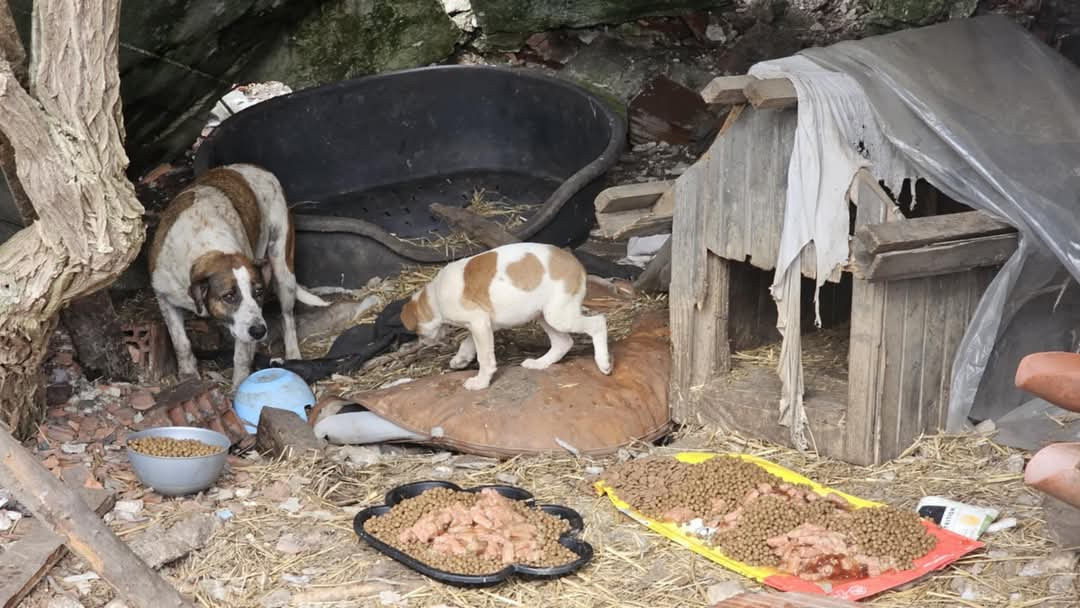 Fütterung auf der Mülldeponie in Bihac, Tierschutz, Hunde in Not