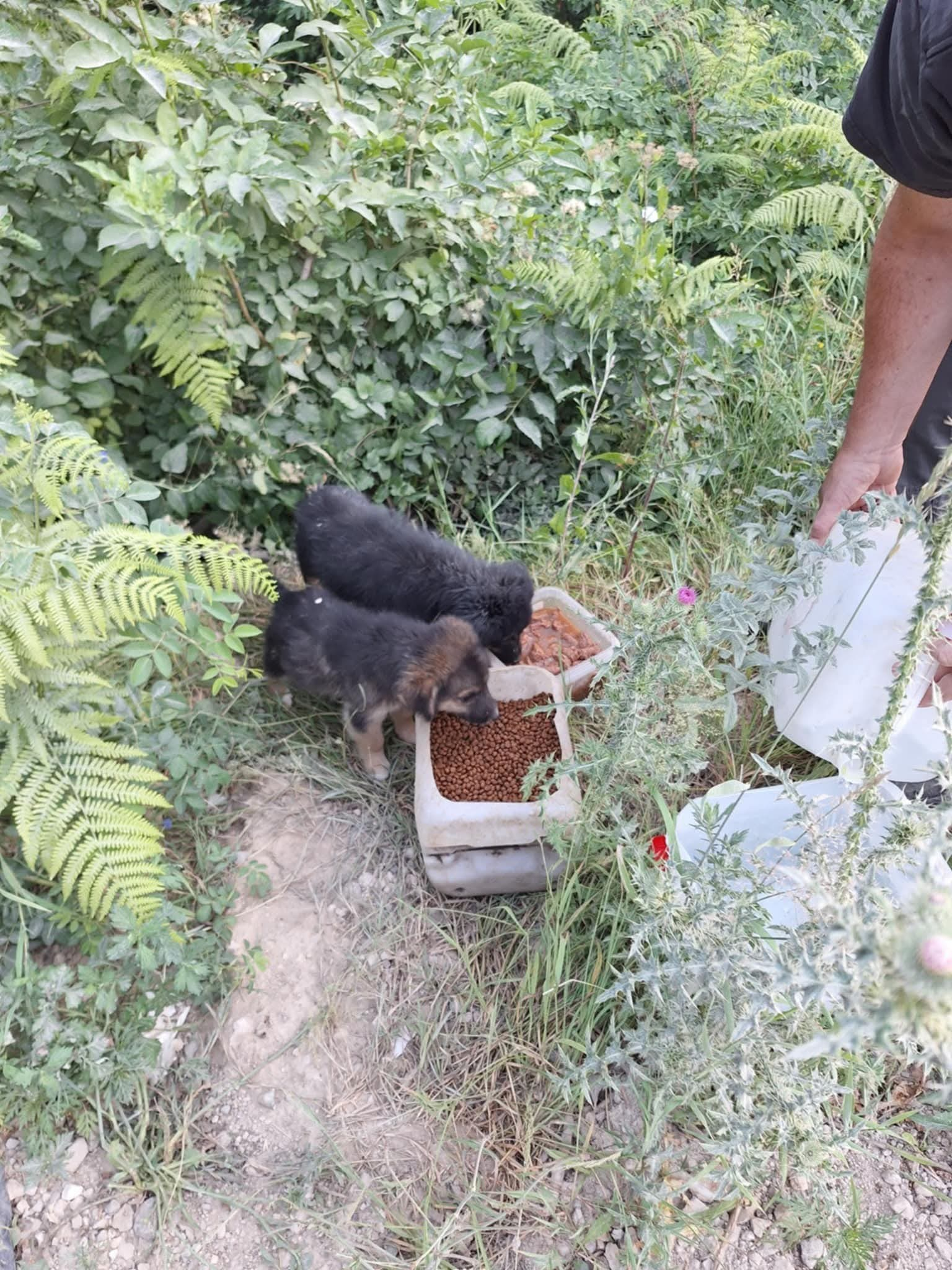 Hunde in Not; Fütterung; Mülledeponie; Bihac; Tierschutz