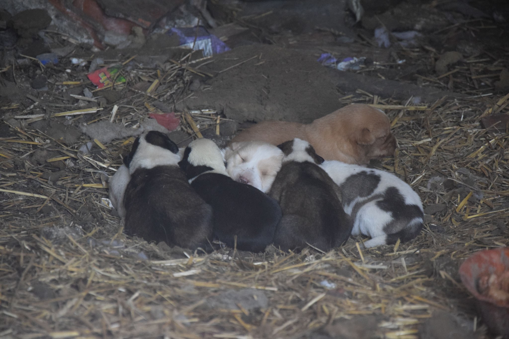 Namenlose Seelen in Not für Hunde der Mülldeponie Bihac 