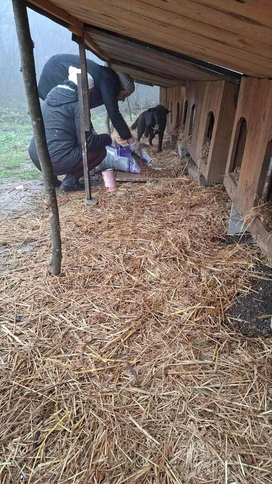 Hunde in Not, Fütterung, Spende, Mülldeponie Bihac