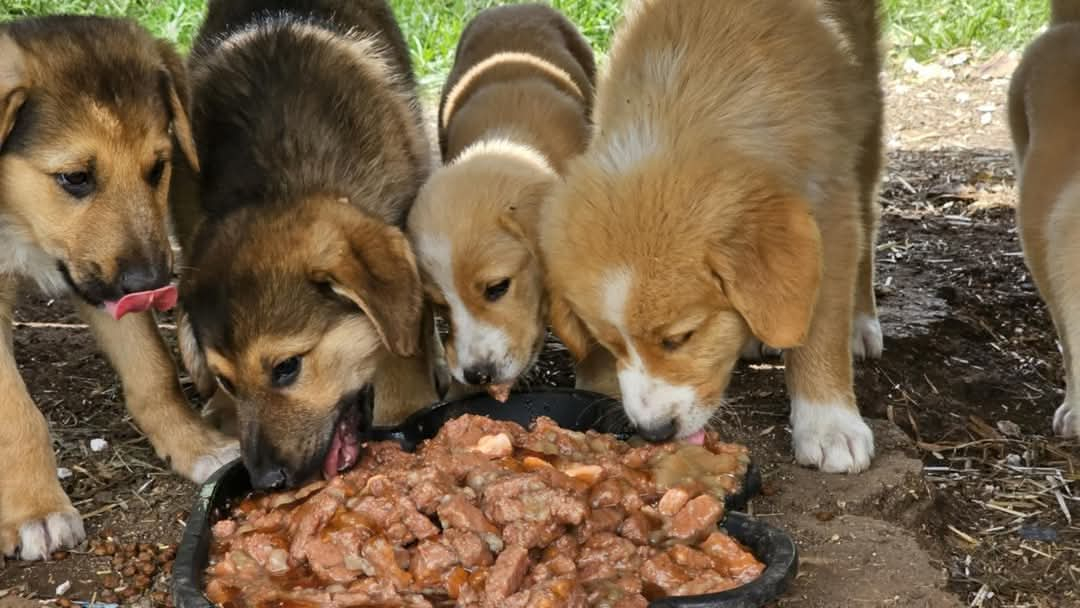 Hunde in Not, Fütterung, Bihac