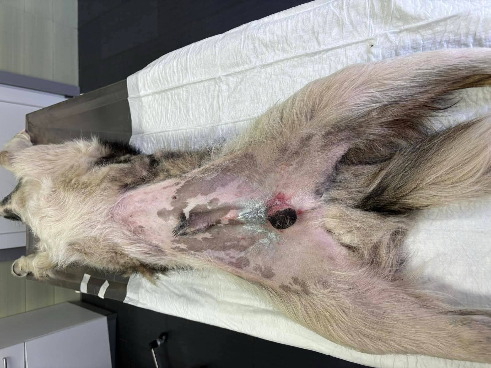 Hund, Kastration, Linderung von Leid