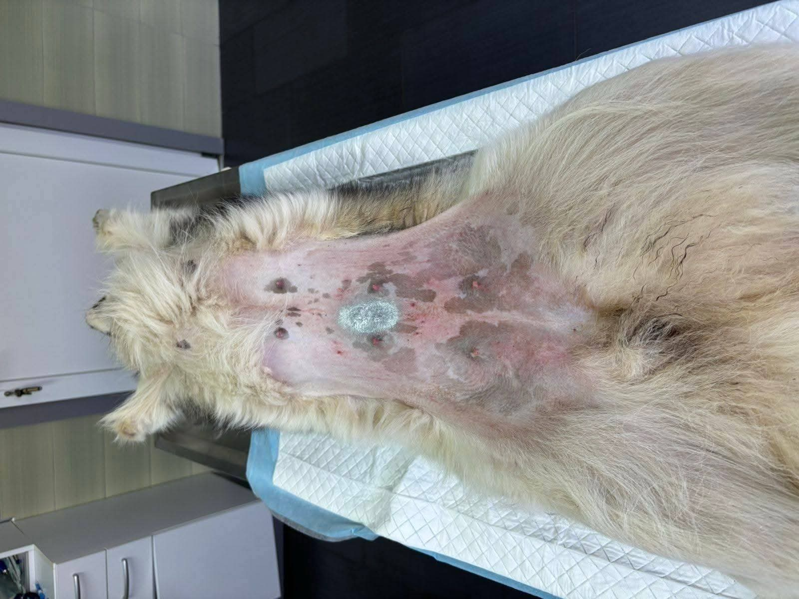 Hund, Kastration, Linderung von Leid