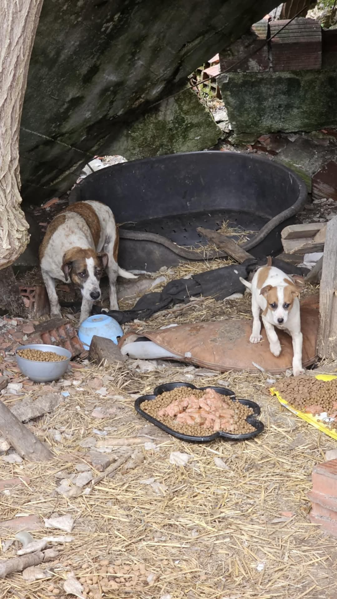 Straßen- und Mülldeponie Hunde in Bihac, Hunde in Not, Fütterung