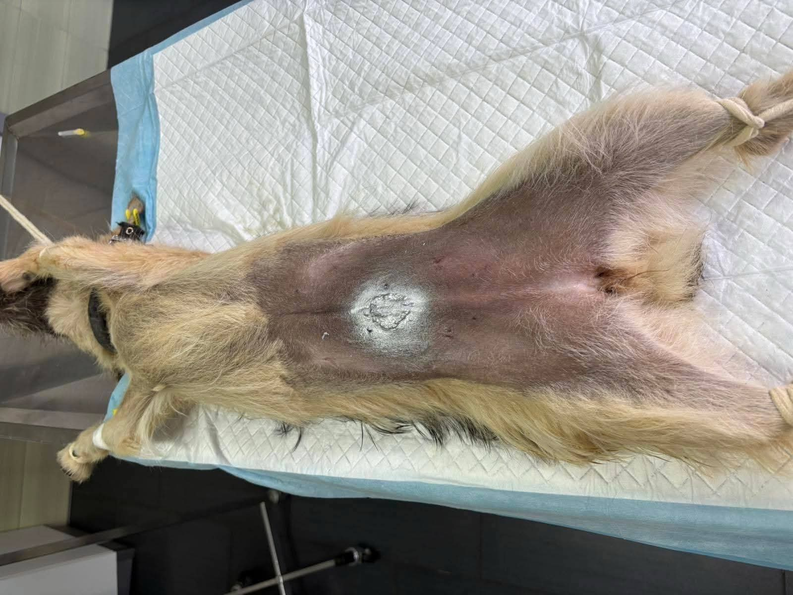 Hund, Kastration, Linderung von Leid