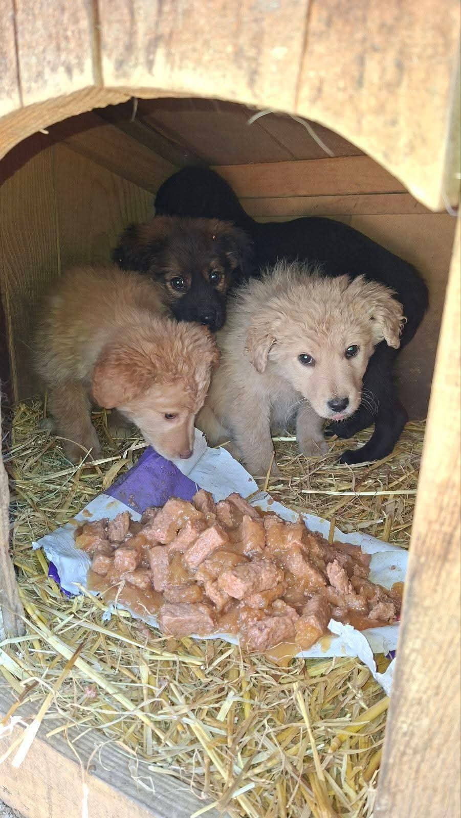 Hunde in Not, Fütterung, Mülldeponie Bihac
