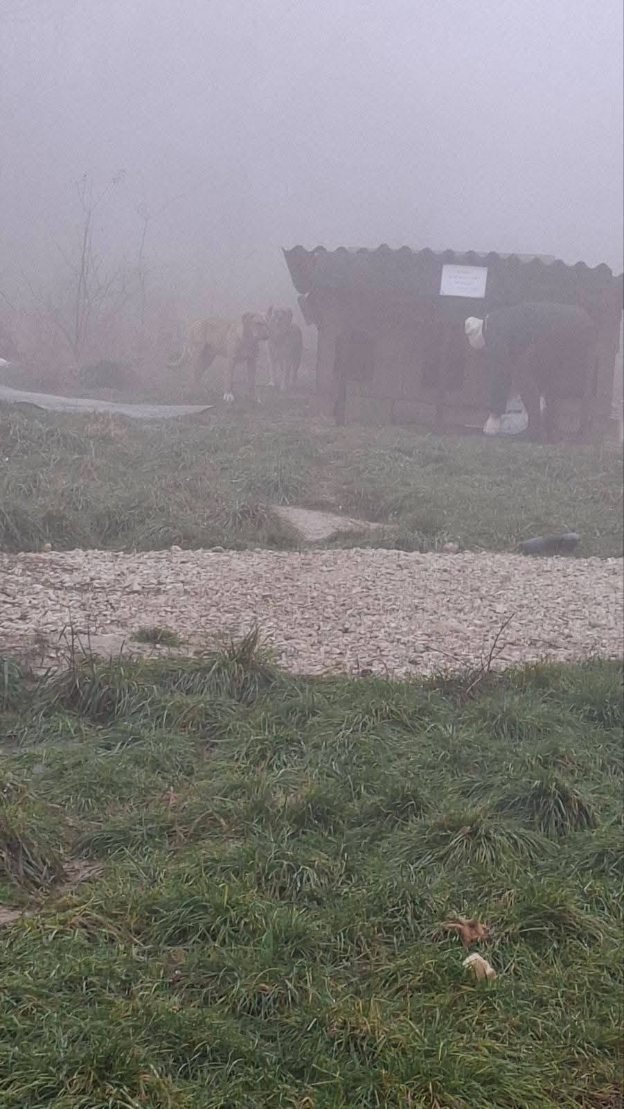 Hunde in Not, Fütterung, Spende, Mülldeponie Bihac