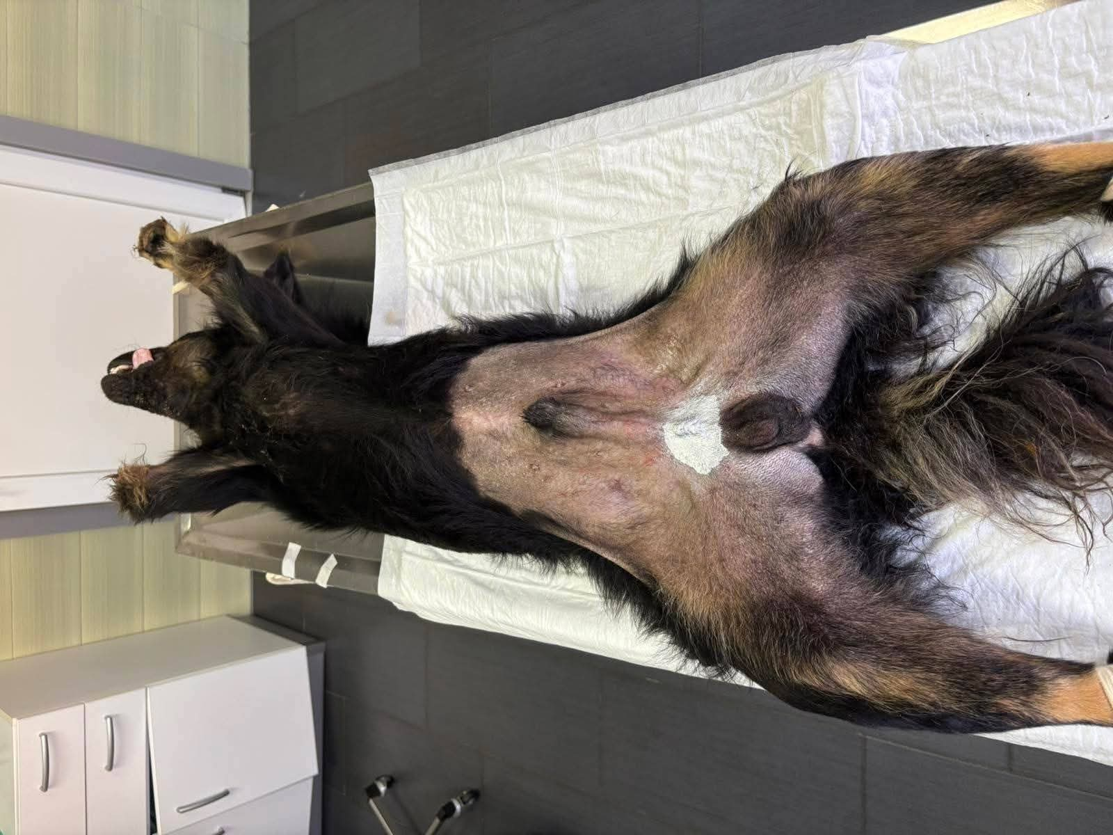 Hund, Kastration, Linderung von Leid