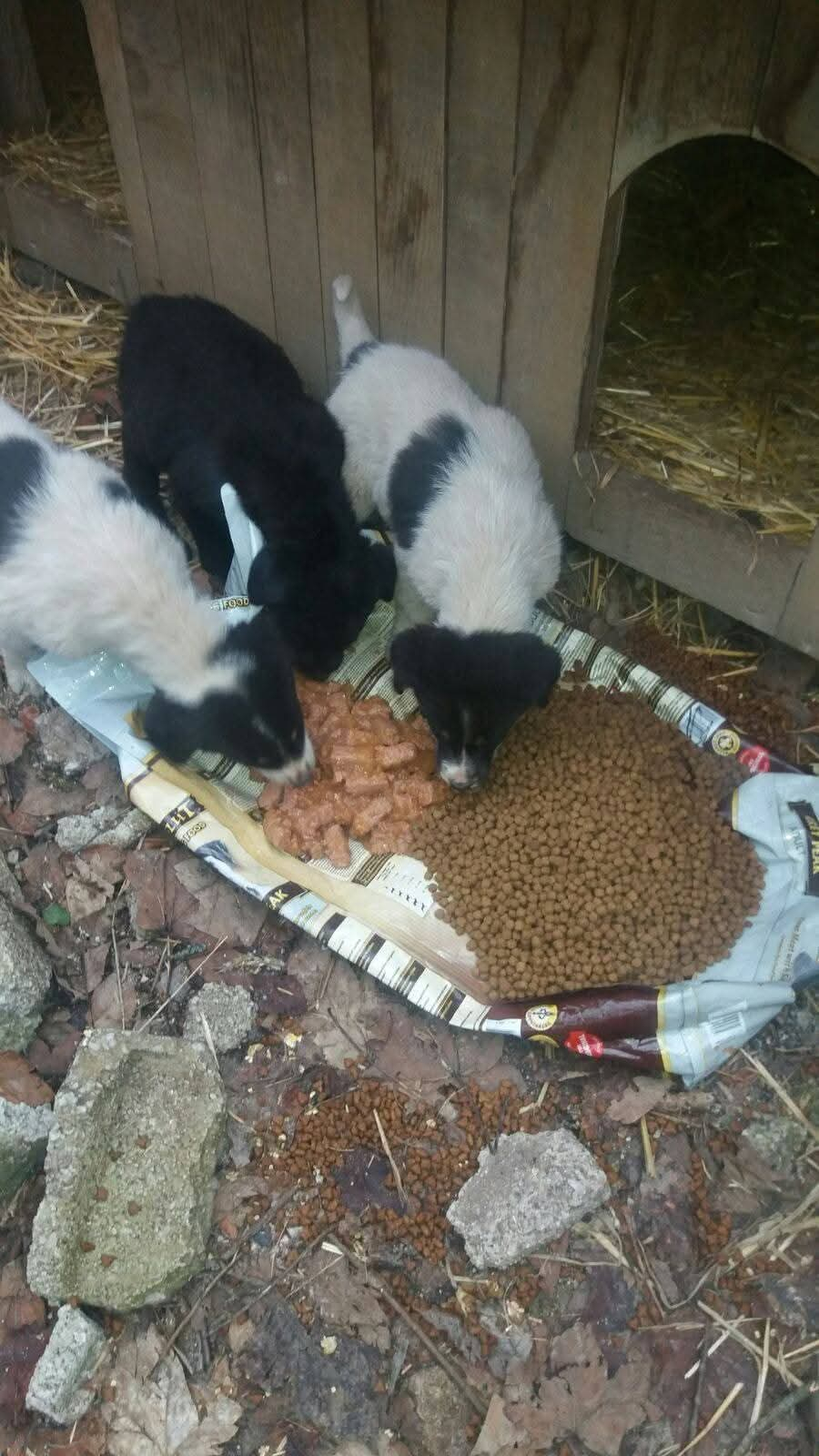 Fütterung; Hunde in Not; Mülldeponie Bihac