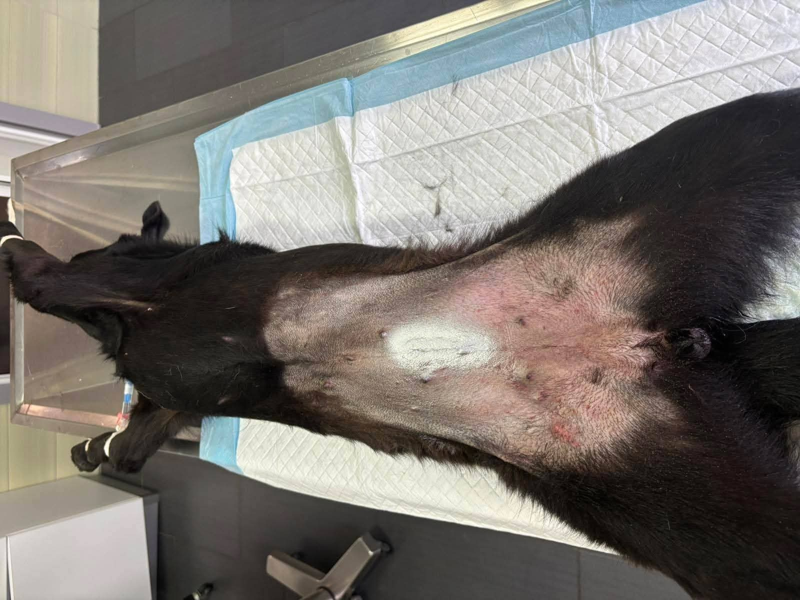 Hund, Kastration, Linderung von Leid