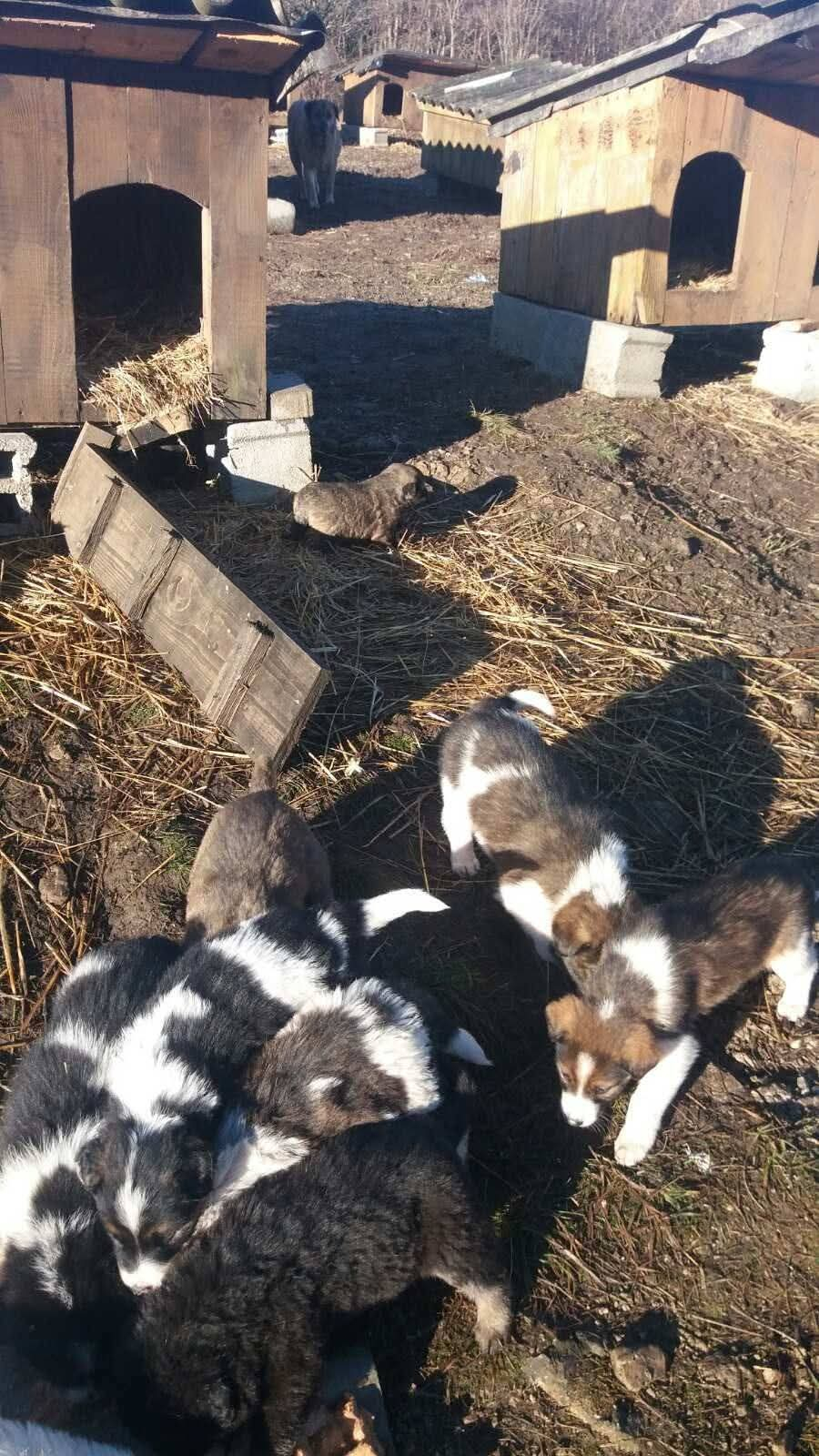 Fütterung; Hunde in Not; Mülldeponie Bihac