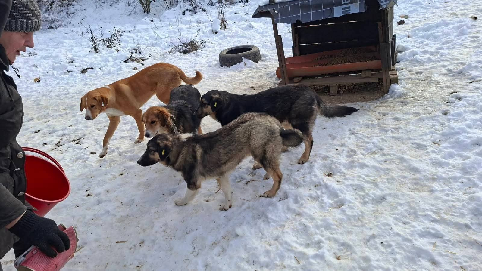 Hunde in Not, Fütterung, Mülldeponie Bihac