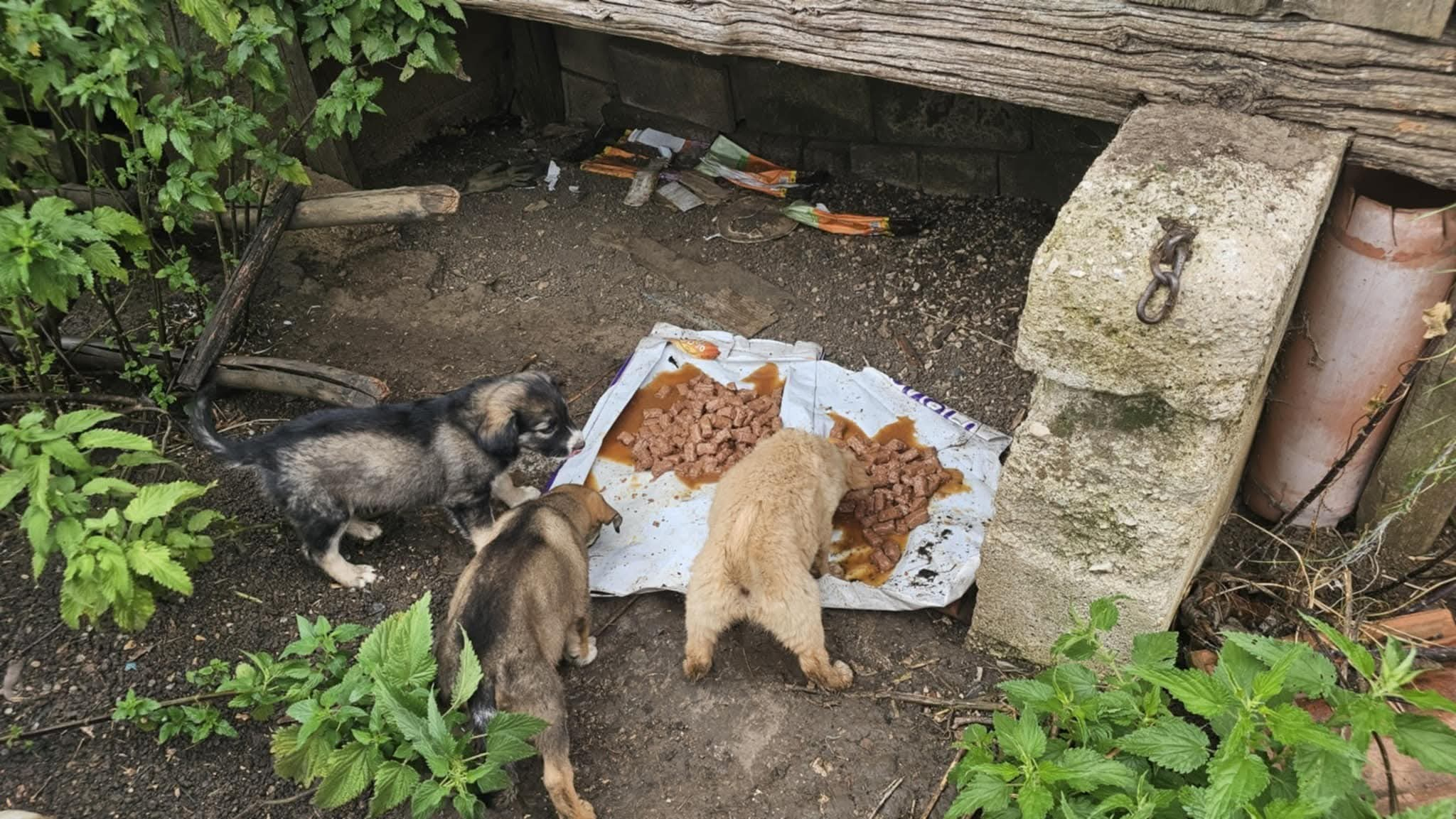 Fütterung auf der Mülldeponie in Bihac, Tierschutz, Hunde in Not