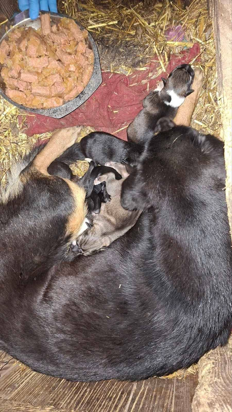 Fütterung; Hunde in Not; Mülldeponie Bihac
