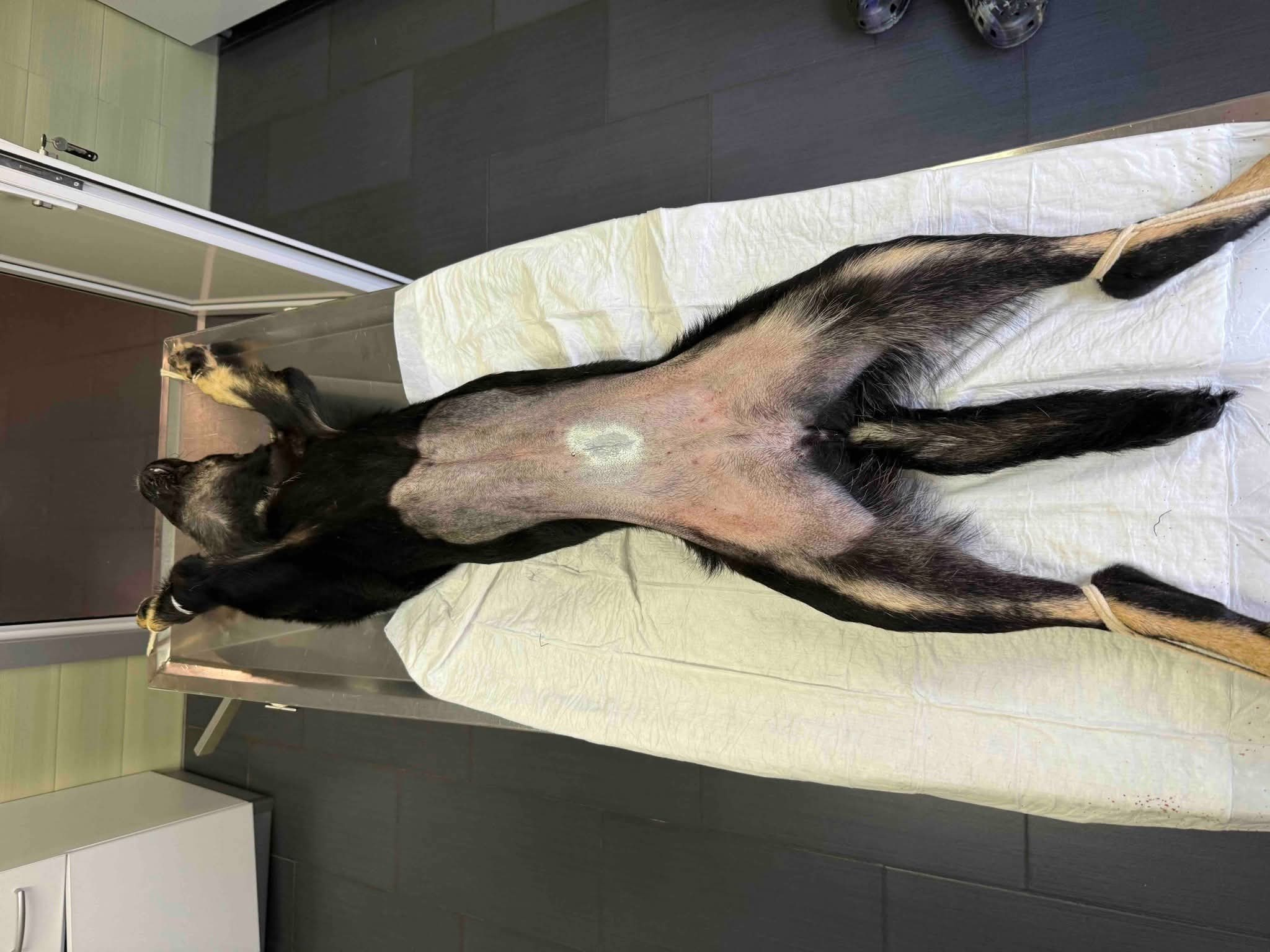 Hund, Kastration, Linderung von Leid