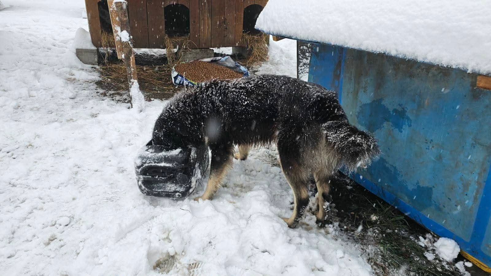 Hunde in Not, Fütterung, Mülldeponie Bihac