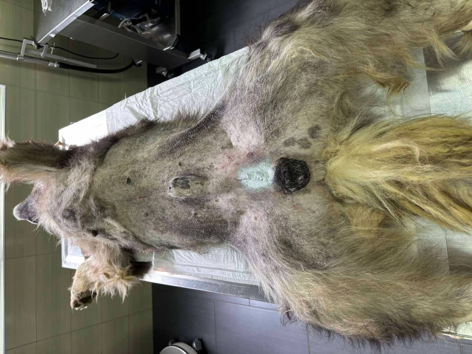 Hund, Kastration, Linderung von Leid, Mülldeponie Bihac