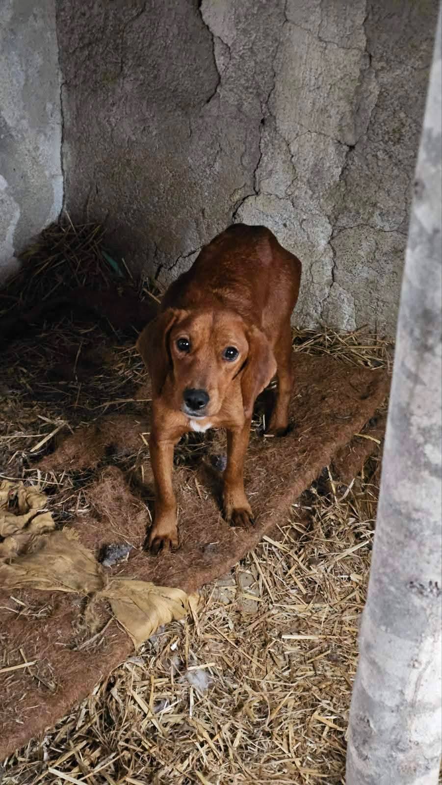 Hunde in Not, Fütterung, Spende, Mülldeponie Bihac