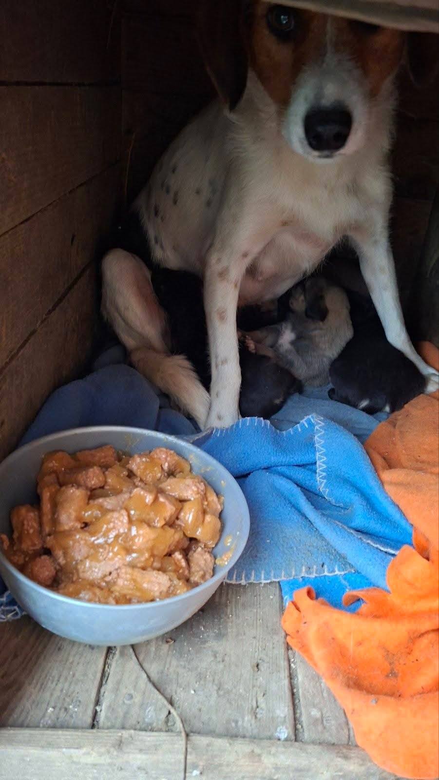 Hunde in Not, Fütterung, Spende, Mülldeponie Bihac