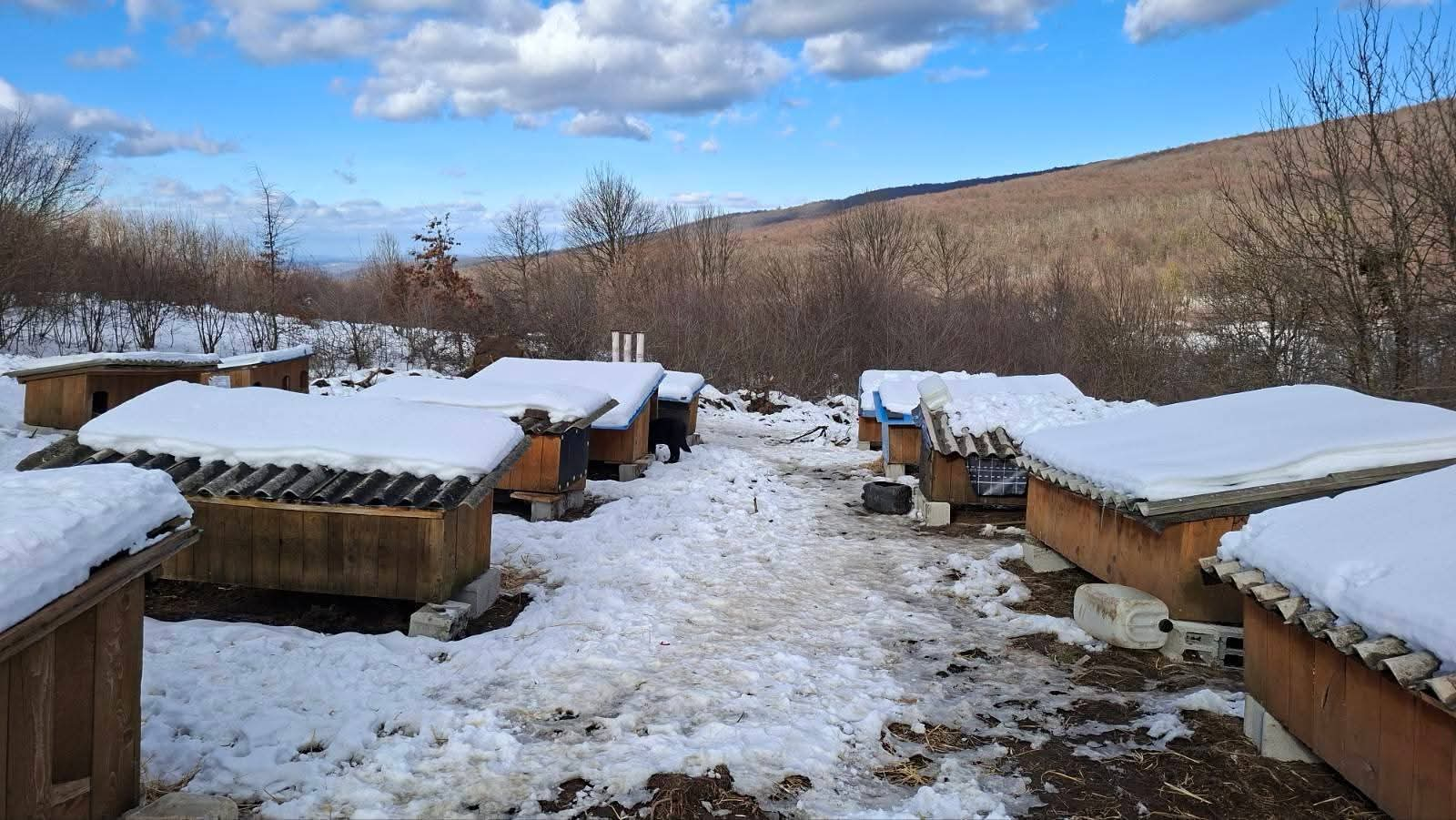 Hunde in Not, Fütterung, Mülldeponie Bihac