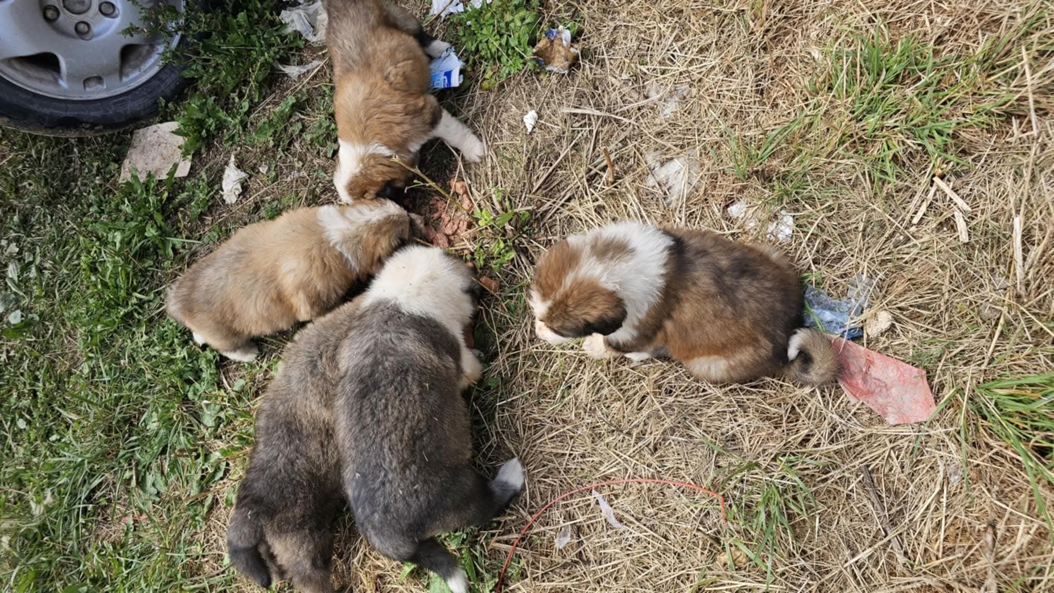 Fütterung auf der Mülldeponie in Bihac, Tierschutz, Hunde in Not