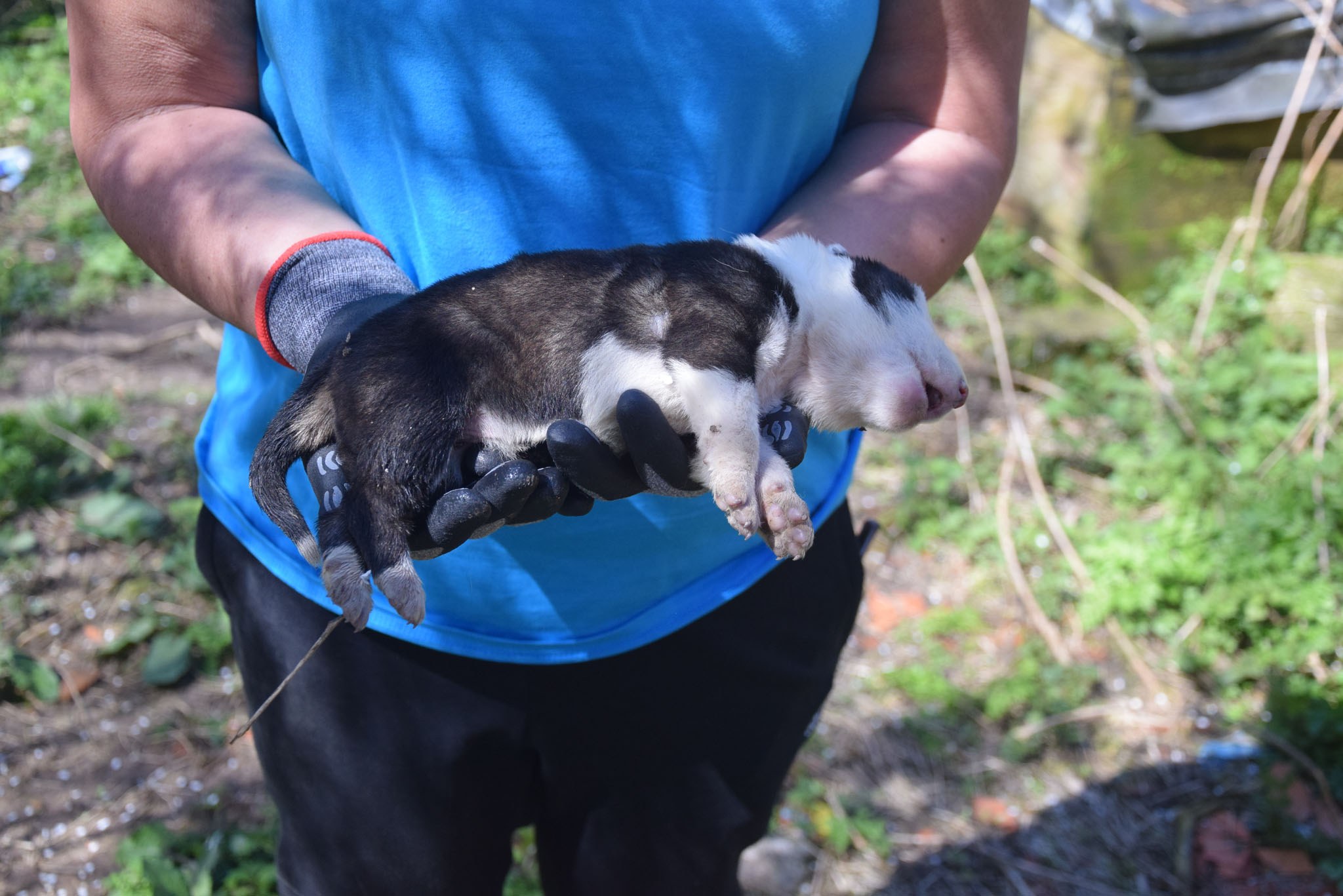 Namenlose Seelen in Not für Hunde der Mülldeponie Bihac 