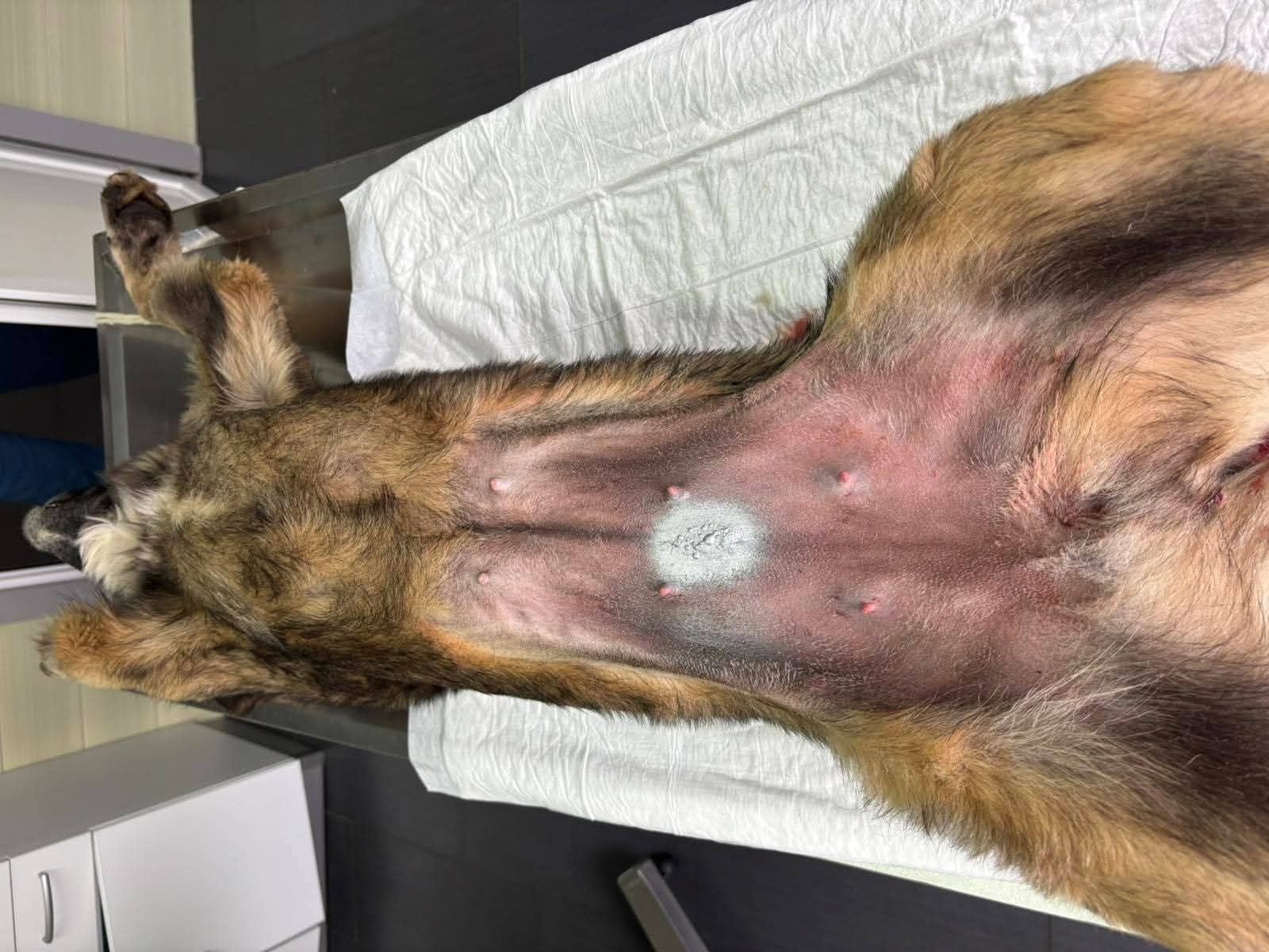 Hund, Kastration, Linderung von Leid