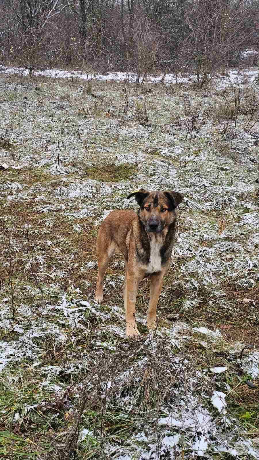 Hunde in Not, Fütterung, Spende, Mülldeponie Bihac