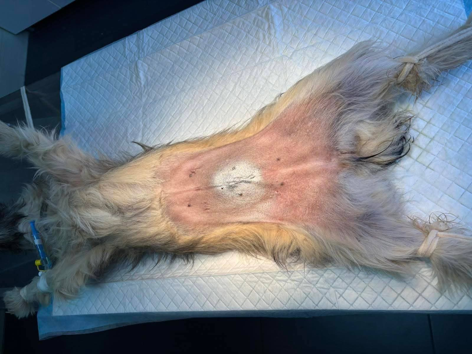 Hund, Kastration, Linderung von Leid
