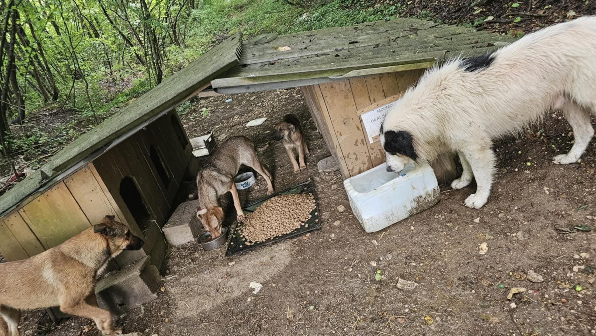 Fütterung auf der Mülldeponie in Bihac, Tierschutz, Hunde in Not