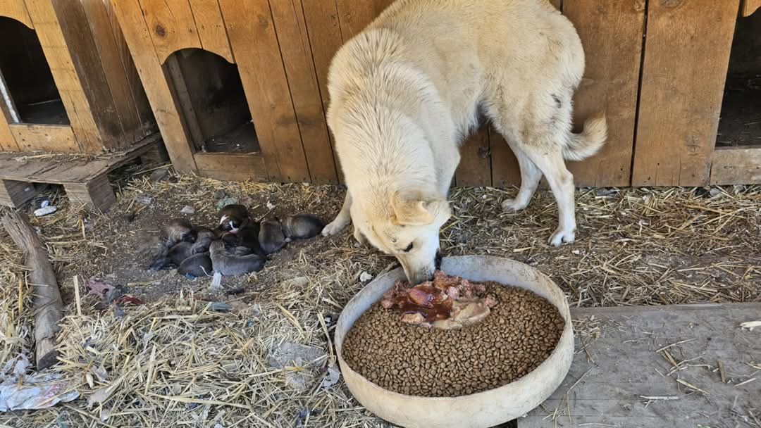 Fütterung Straßen- und Mülldeponie Hunde Bihac, Hunde in Not