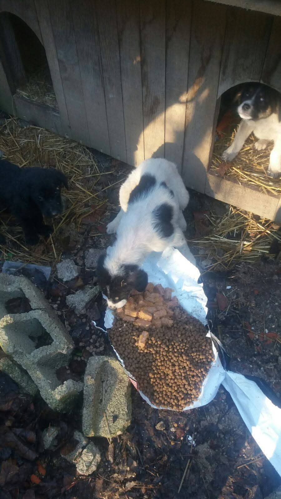 Fütterung; Hunde in Not; Mülldeponie Bihac