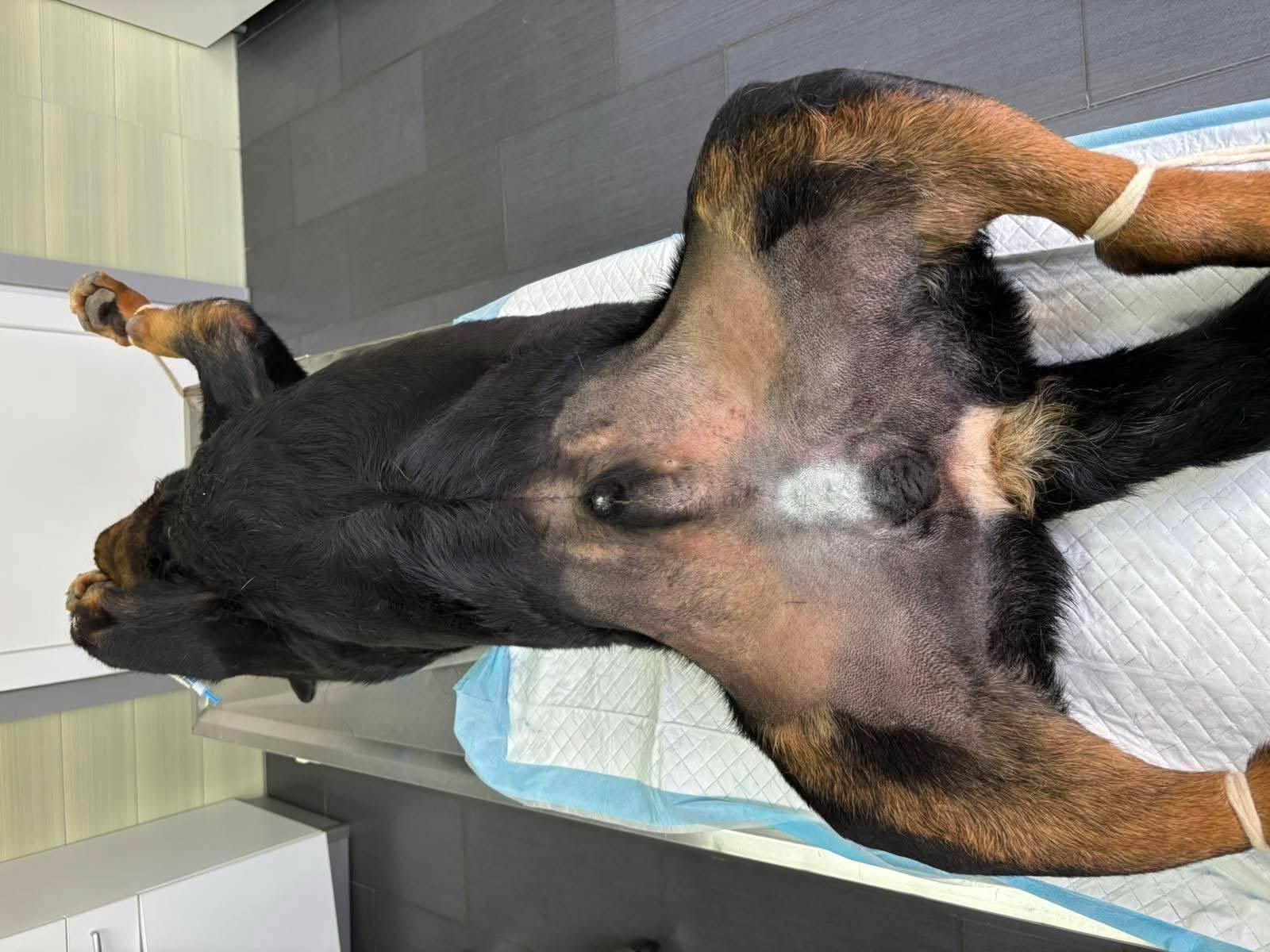 Hund, Kastration, Leid lindern