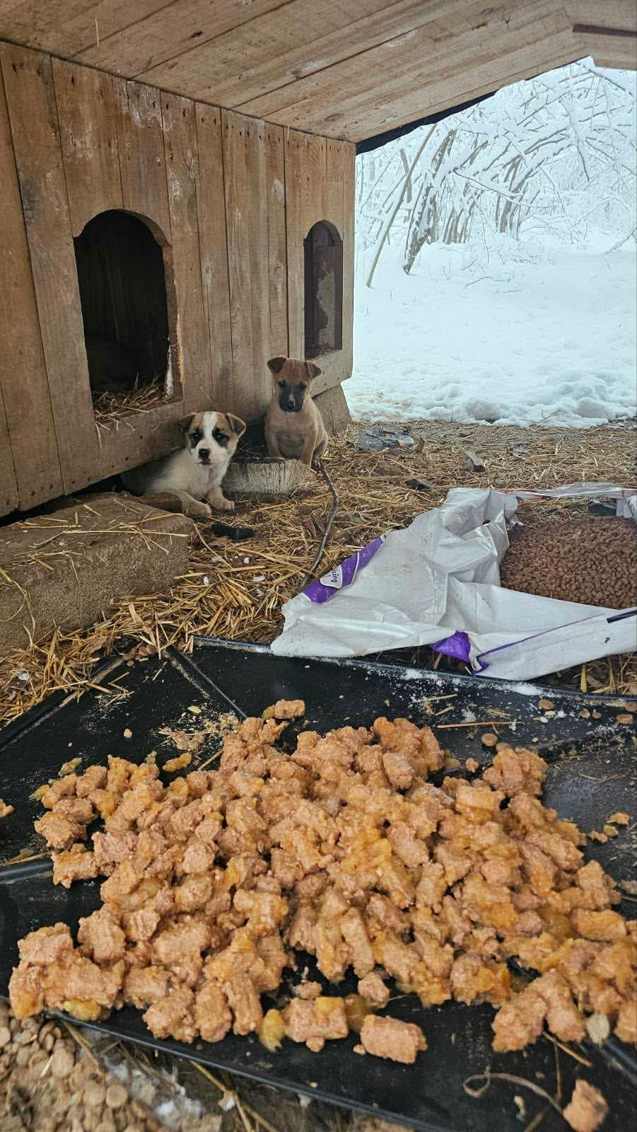 Hunde in Not, Fütterung, Mülldeponie Bihac