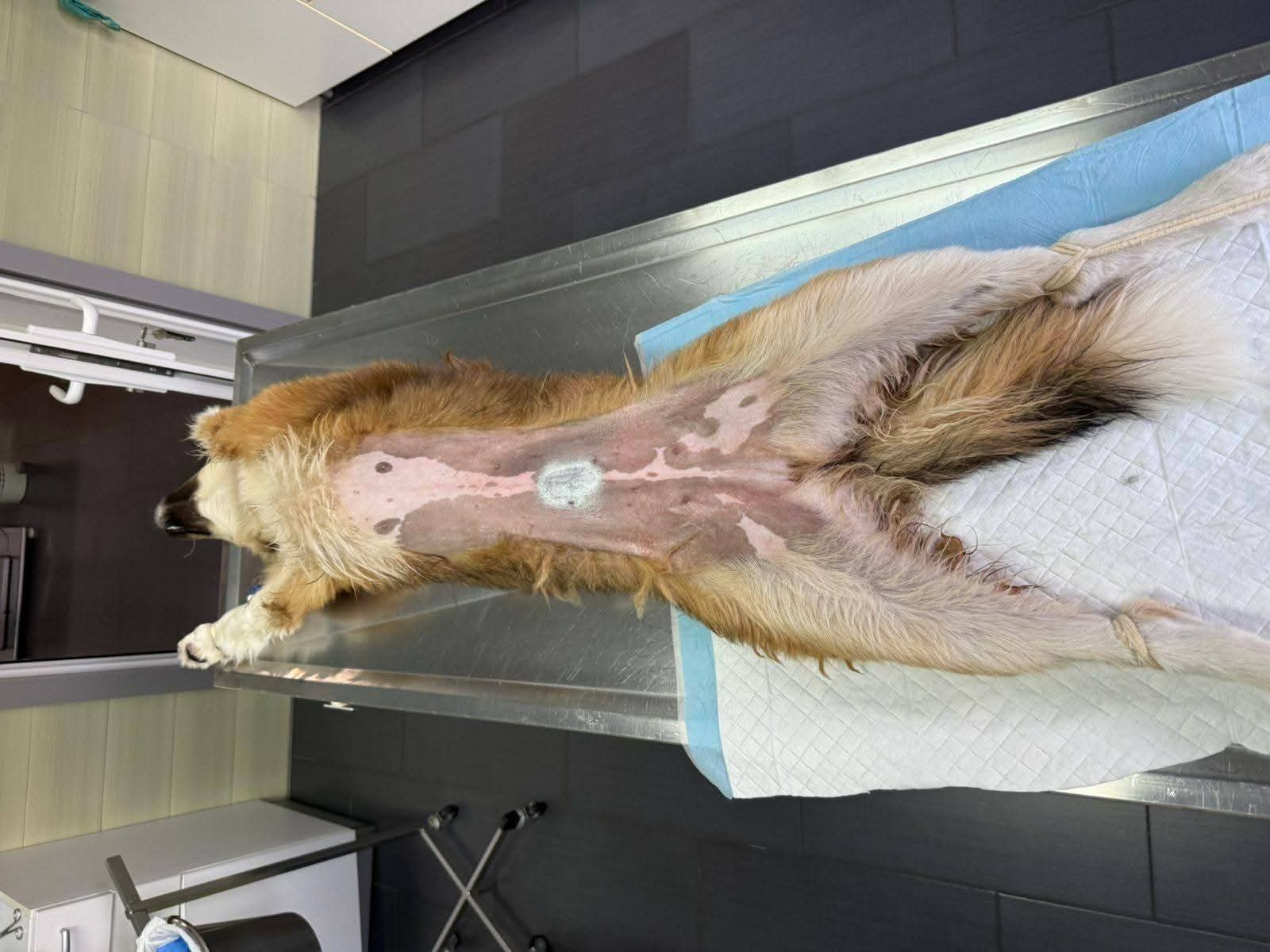 Hund, Kastration, Linderung von Leid
