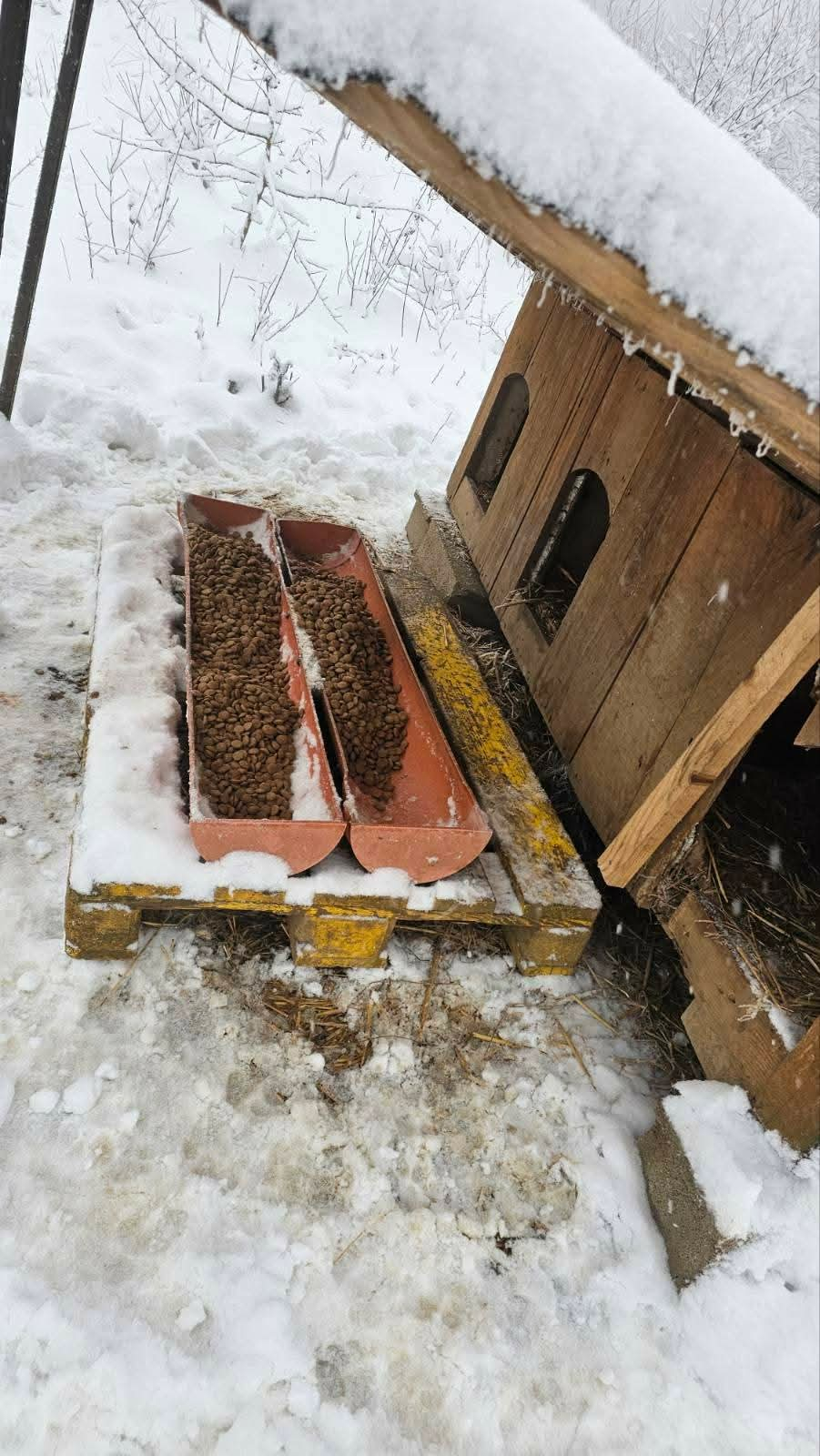 Hunde in Not, Fütterung, Mülldeponie Bihac